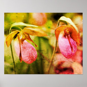 Wilde Roze Dame Slipper Orchidee Paar Distressed A Poster