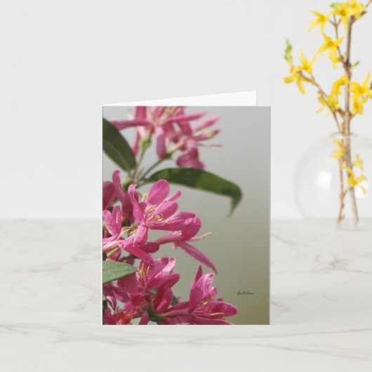 Wilde roze kamperfoelie kaart (Gele Bloem)