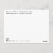 Wilde roze orchidee briefkaart (Achterkant)