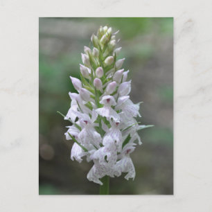Wilde roze orchidee briefkaart