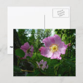 Wilde roze rozen in Alaska Briefkaart (Voorkant / Achterkant)