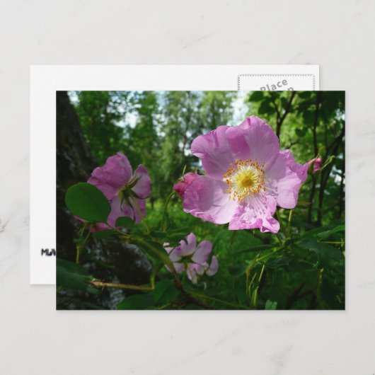 Wilde roze rozen in Alaska Briefkaart (Voorkant / Achterkant)