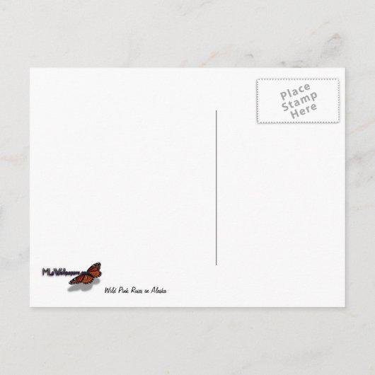 Wilde roze rozen in Alaska Briefkaart (Achterkant)