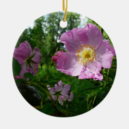 Wilde roze rozen in Alaska Keramisch Ornament (Voorkant)