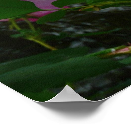 Wilde roze rozen in Alaska Poster (Hoek)