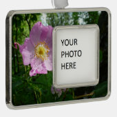 Wilde roze rozen in Alaska Verzilverd Omlijst Ornament (Rechts)