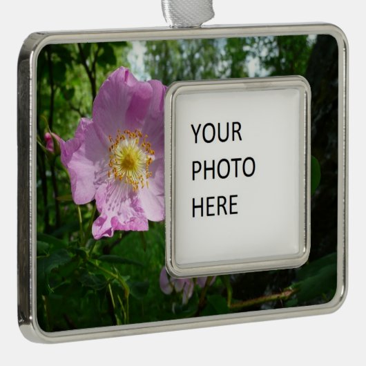 Wilde roze rozen in Alaska Verzilverd Omlijst Ornament (Rechts)