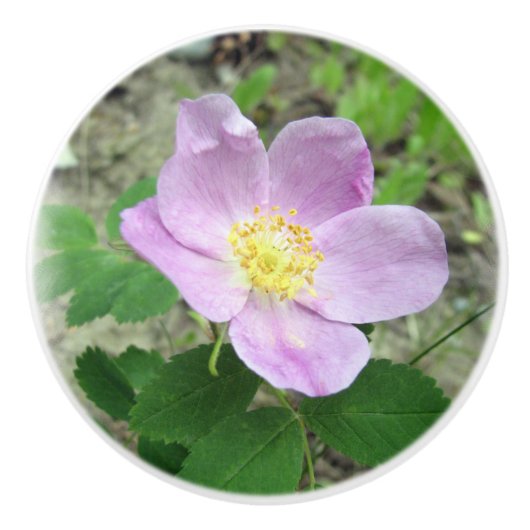 Wilde Roze Rozen Keramische Knop (Voorkant)