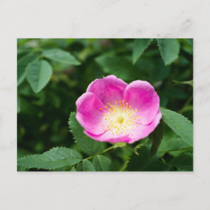 Wilde rozen briefkaart