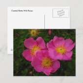 Wilde Rozen Briefkaart (Voorkant / Achterkant)