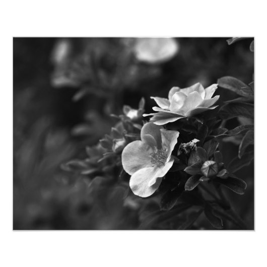 Wilde Rozen - Foto van Floral Fine Afdruk (Voorkant)