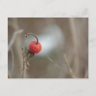 Wilde Rozen Fruit Briefkaart