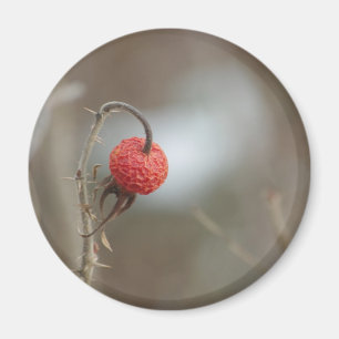 Wilde Rozen fruitmagneet Magneet