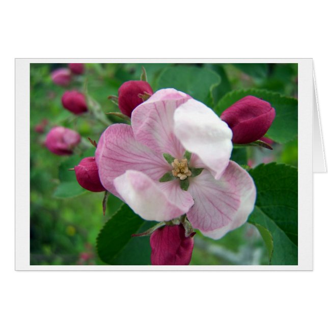 Wilde Rozen Kaart (Voorkant Horizontaal)