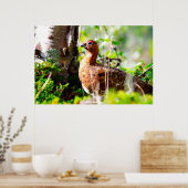 Wilde Ruitershoenders Poster (Keuken)