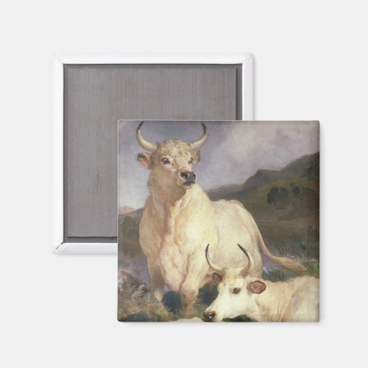 Wilde Rundvee van Chillingham (Koe) Magneet (Voorkant / Achterkant)