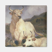 Wilde Rundvee van Chillingham (Koe)