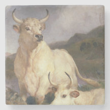 Wilde Rundvee van Chillingham (Koe)