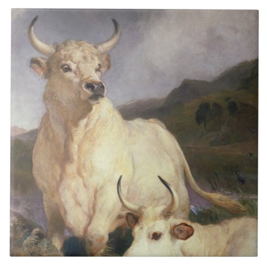 Wilde Rundvee van Chillingham (Koe) Tegeltje (Voorkant)