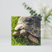 Wilde schildpad in Grass Meadow Wildlife Art Kaart (Staand voorkant)