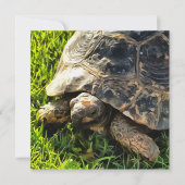 Wilde schildpad in Grass Meadow Wildlife Art Kaart (Voorkant)