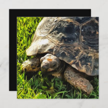 Wilde schildpad in Grass Meadow Wildlife Art