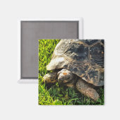 Wilde schildpad in Grass Meadow Wildlife Art Magneet (Voorkant / Achterkant)