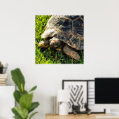 Wilde schildpad in Grass Meadow Wildlife Art Poster (Thuiskantoor)