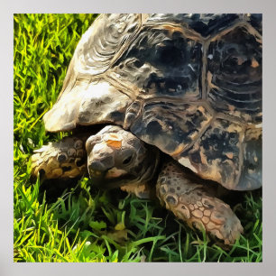 Wilde schildpad in Grass Meadow Wildlife Art Poster