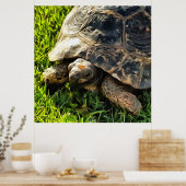 Wilde schildpad in Grass Meadow Wildlife Art Poster (Keuken)