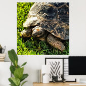 Wilde schildpad in Grass Meadow Wildlife Art Poster (Thuiskantoor)