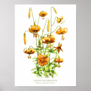 Wilde Sinaasappel Tijgerlelies Originele Kunstprin Poster