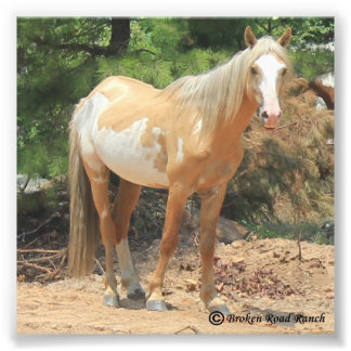 Wilde Spaans Mustang Print Foto Afdruk