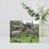 wilde stalleeuwen briefkaart (Staand voorkant)