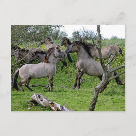 wilde stalleeuwen briefkaart (Voorkant)