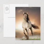 Wilde Stallion op zonsondergang Briefkaart (Voorkant / Achterkant)