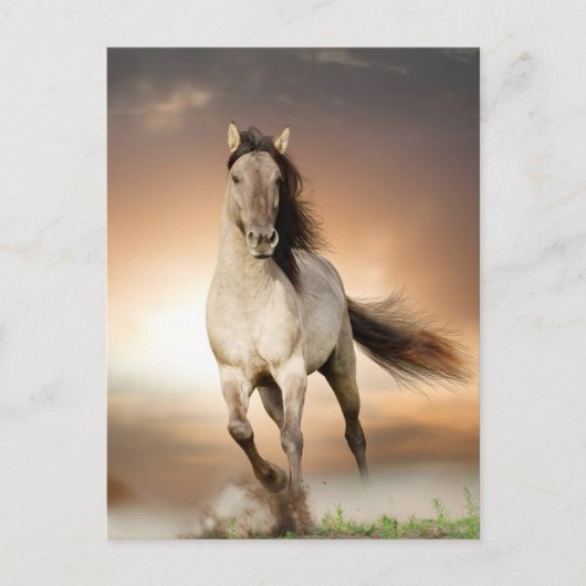 Wilde Stallion op zonsondergang Briefkaart (Voorkant)