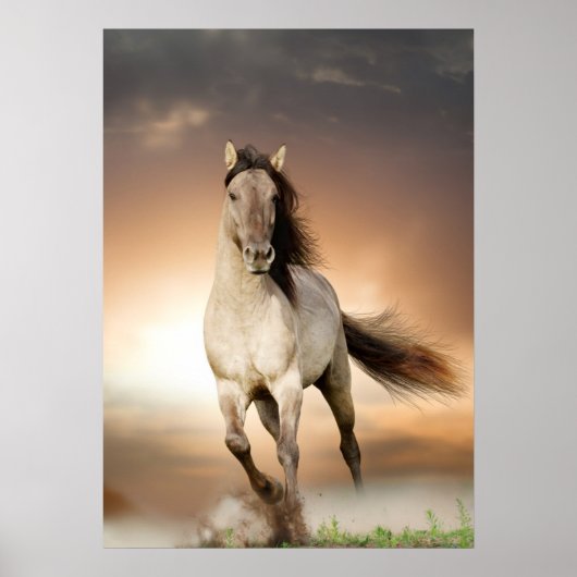 Wilde Stallion op zonsondergang Poster (Voorkant)