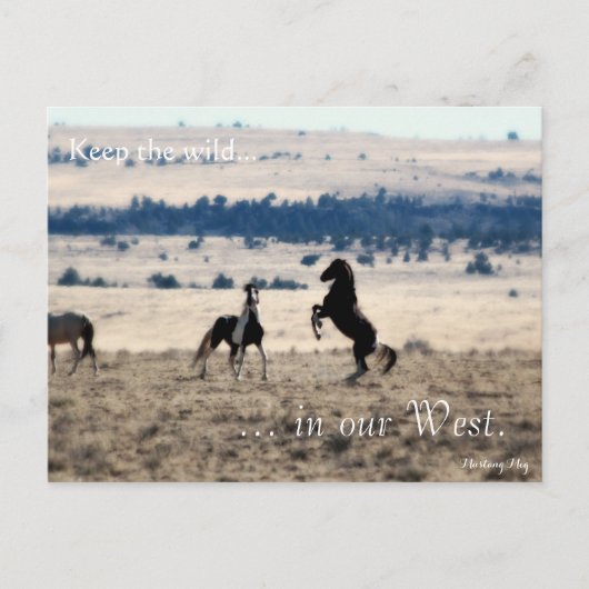 Wilde Stallionen, voorbestemd: Sec of the Interior Briefkaart (Voorkant)