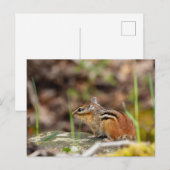 Wilde Streifenhörnchen im Wald Briefkaart (Voorkant / Achterkant)