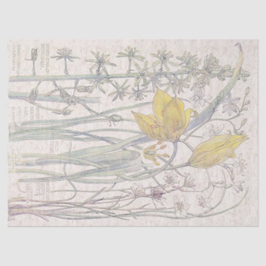 Wilde tapbloemen, in het wild levende bloemen tissuepapier (Voorkant)