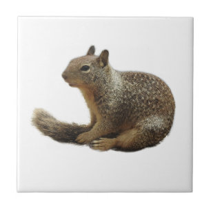 Wilde tegels, keramische producten, wilde dieren,  tegeltje