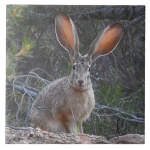 Wilde tegels, keramische tegels, konijnen, jackkon tegeltje