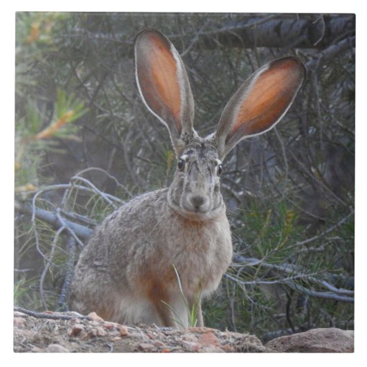 Wilde tegels, keramische tegels, konijnen, jackkon tegeltje (Voorkant)