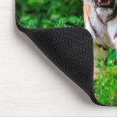 Wilde tijger in het Oerwoud Muismat (Hoek)