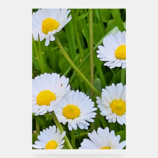 Wilde Tuinbloemen Roemenië – Natuurfotografie Acryl Bord