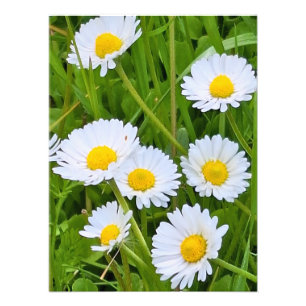 Wilde Tuinbloemen Roemenië – Natuurfotografie Foto Afdruk