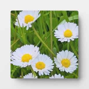 Wilde Tuinbloemen Roemenië – Natuurfotografie Fotoplaat