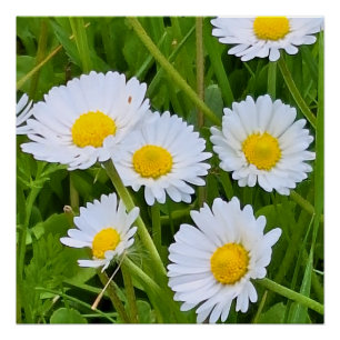 Wilde Tuinbloemen Roemenië – Natuurfotografie Perfect Poster