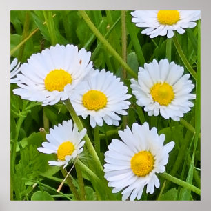 Wilde Tuinbloemen Roemenië – Natuurfotografie Poster